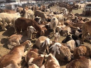 qurban aqiqah
